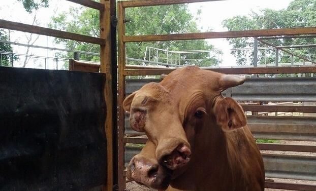 A double-faced cow appears in Australia