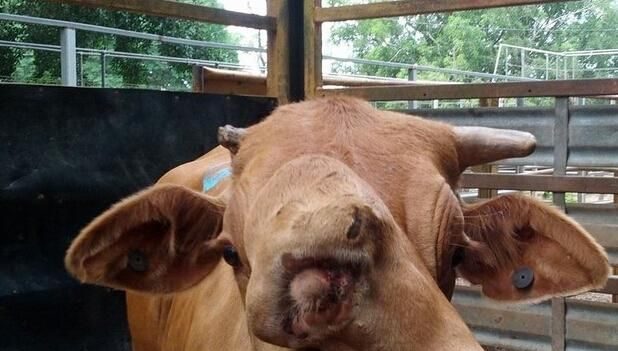 A double-faced cow appears in Australia