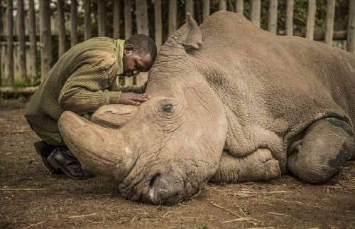 White rhinoceros are on the verge of extinction