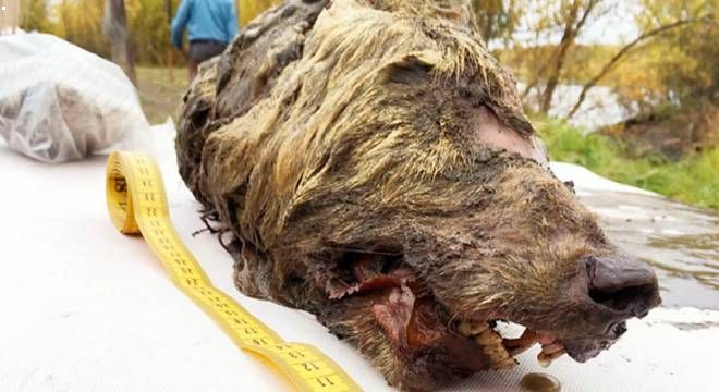 40000-year-old Russian wolf head found in Siberia
