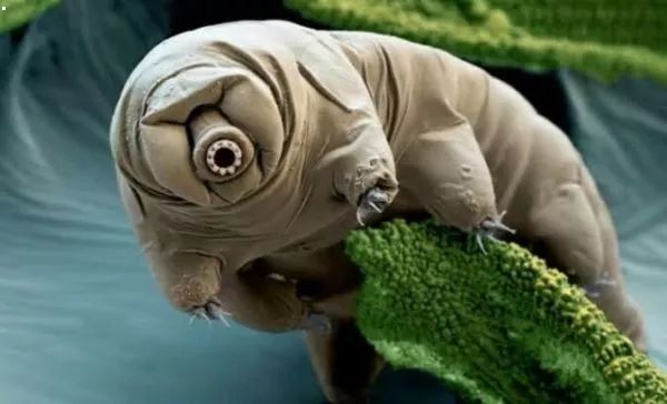 Tardigrades may be the most powerful creatures on earth