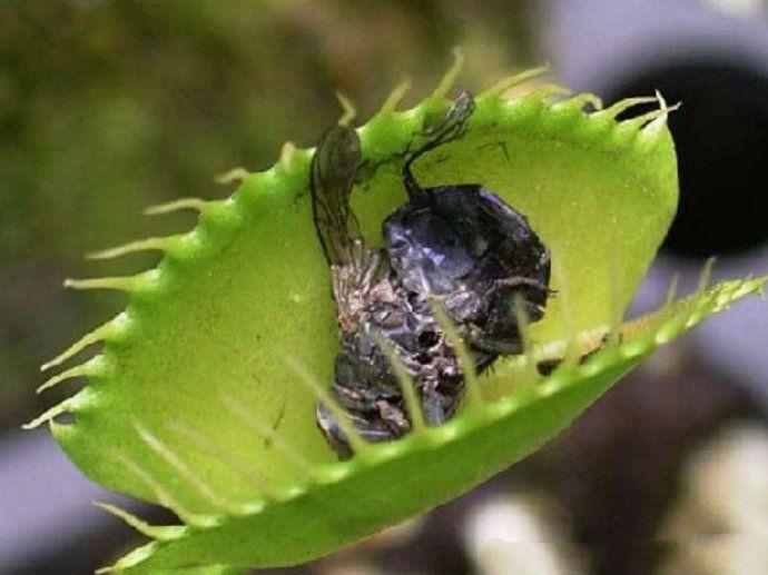 The 10 most rare carnivorous plants on Earth