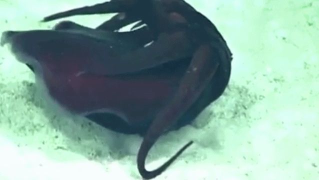 Vampire squid discovered in Gulf of Mexico