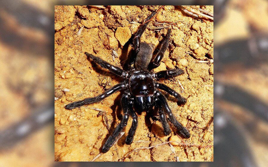 World's oldest spider dies 43 years old
