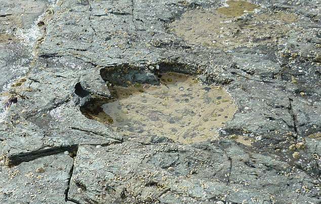 World's largest dinosaur footprints discovered in Scotland