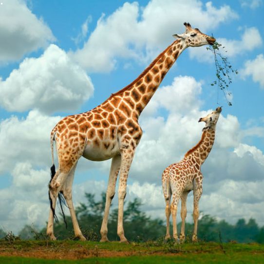 The world's shortest giraffe