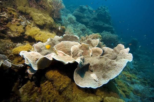 Coral reefs may disappear by 2070