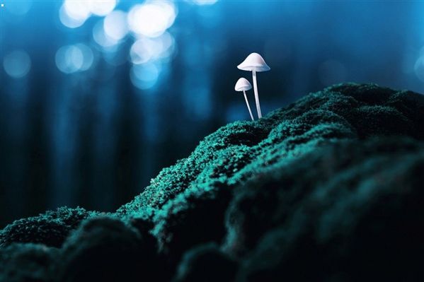 Magic Mushrooms Ease Depression and Relieve Anxiety