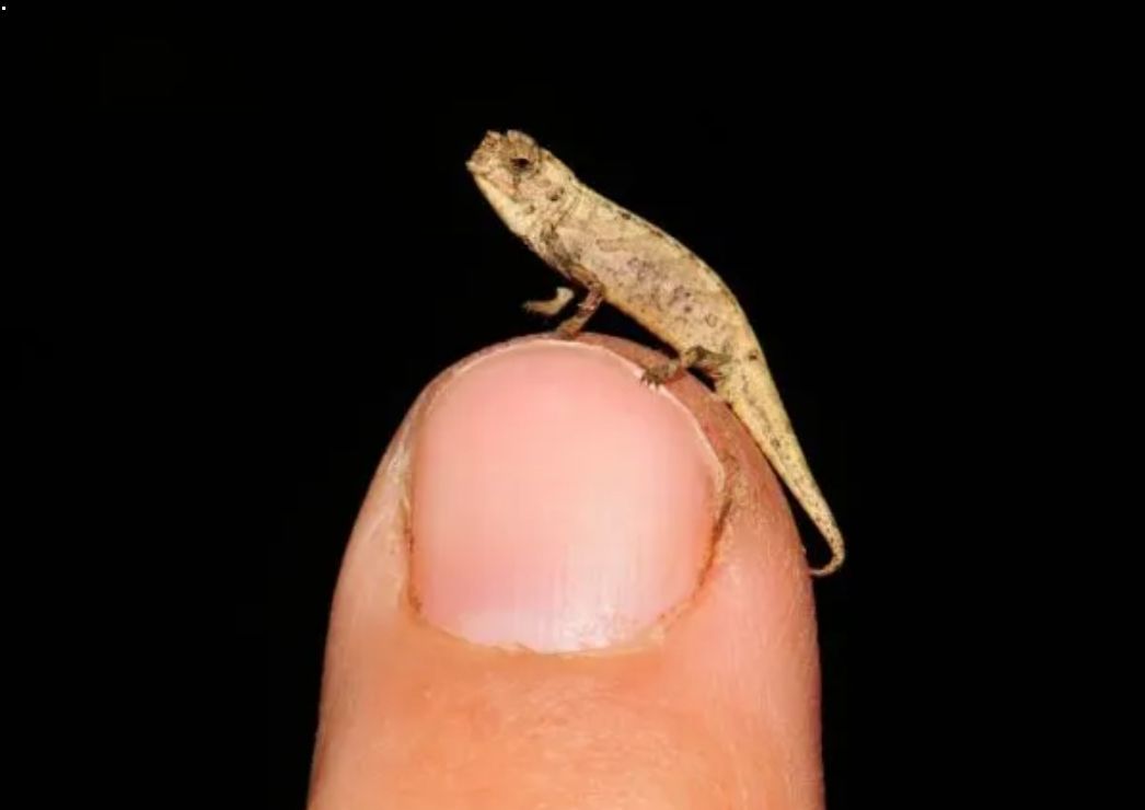 Scientists discover Earth's smallest reptile