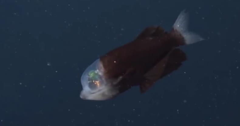 Tube-eye fish with transparent head and green eyes