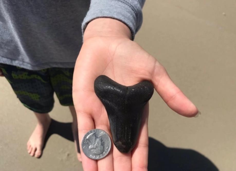 9-year-old girl discovers fossilized megalodon tooth
